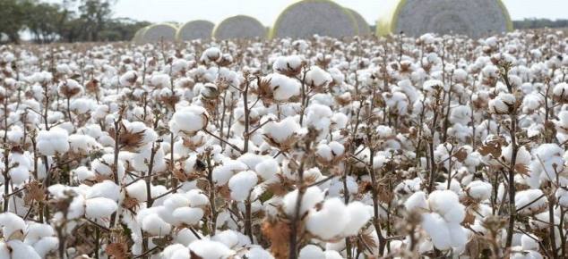 گلستان ما - فصل جدیدی در کشت پنبه گشوده شد