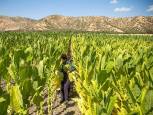 گلستان ما - صدای توتون‌کاران گلستانی به جایی نرسید